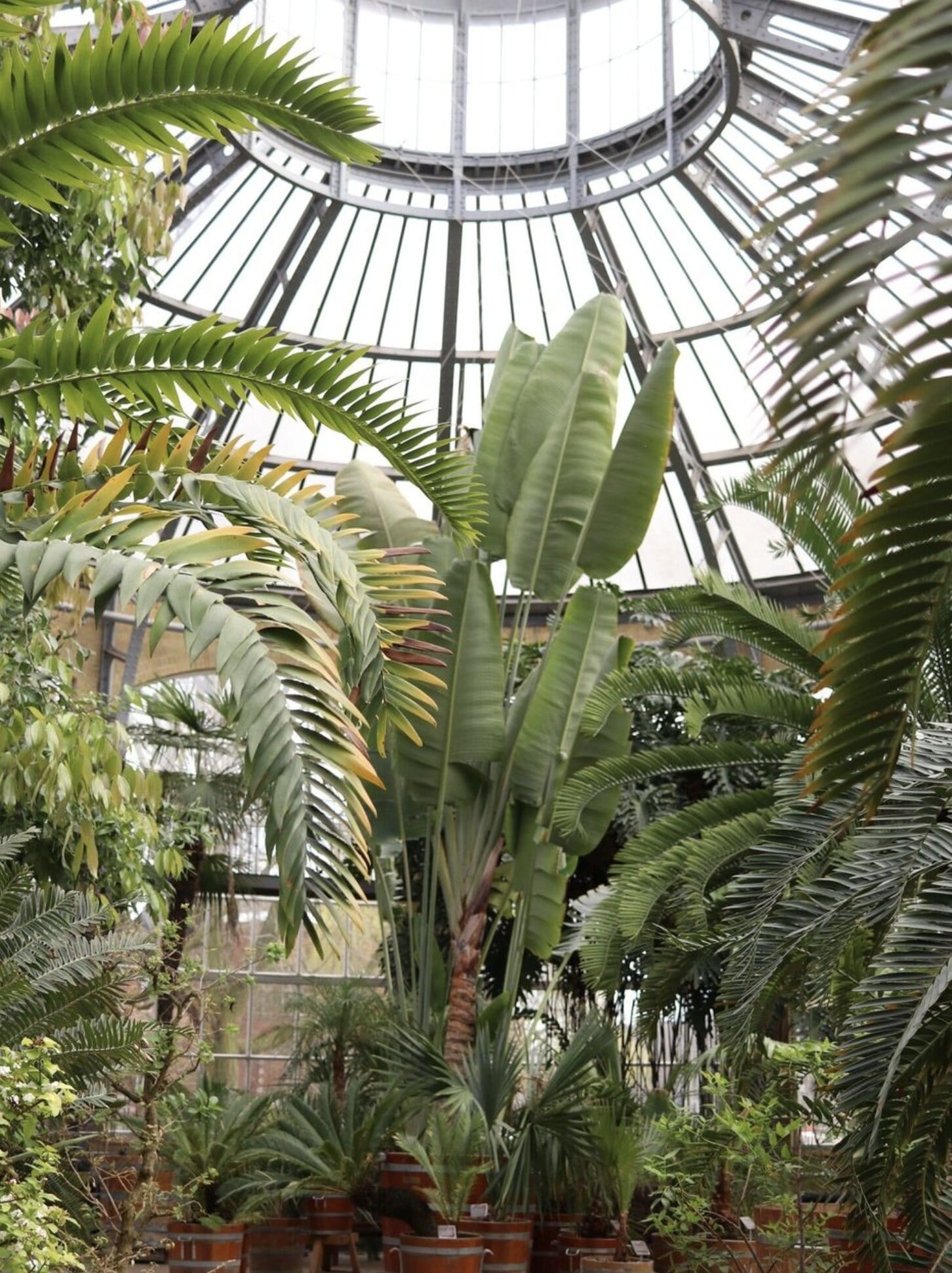 a glass roof with plants in it