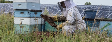 Minnesota instaló paneles solares en dos enormes cultivos. Cinco años después, son un paraíso para las abejas