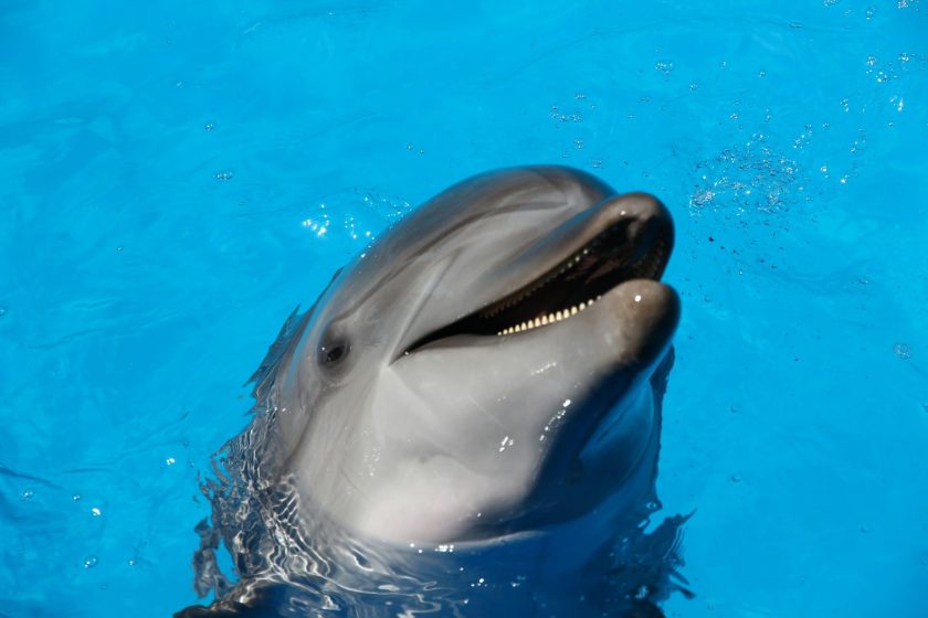La IA de Google hace posible la comunicación con delfines