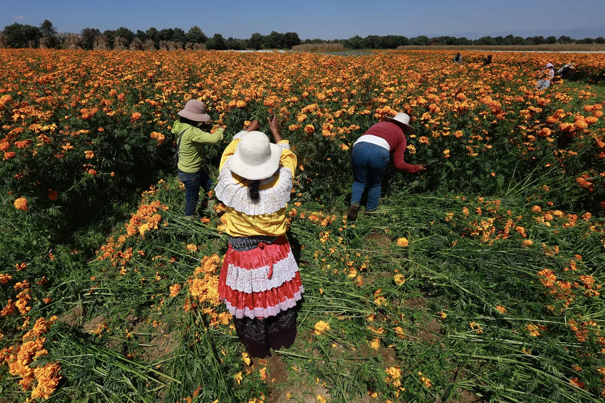Cempasúchil, la flor mexicana que da vida al Día de Muertos en todo México