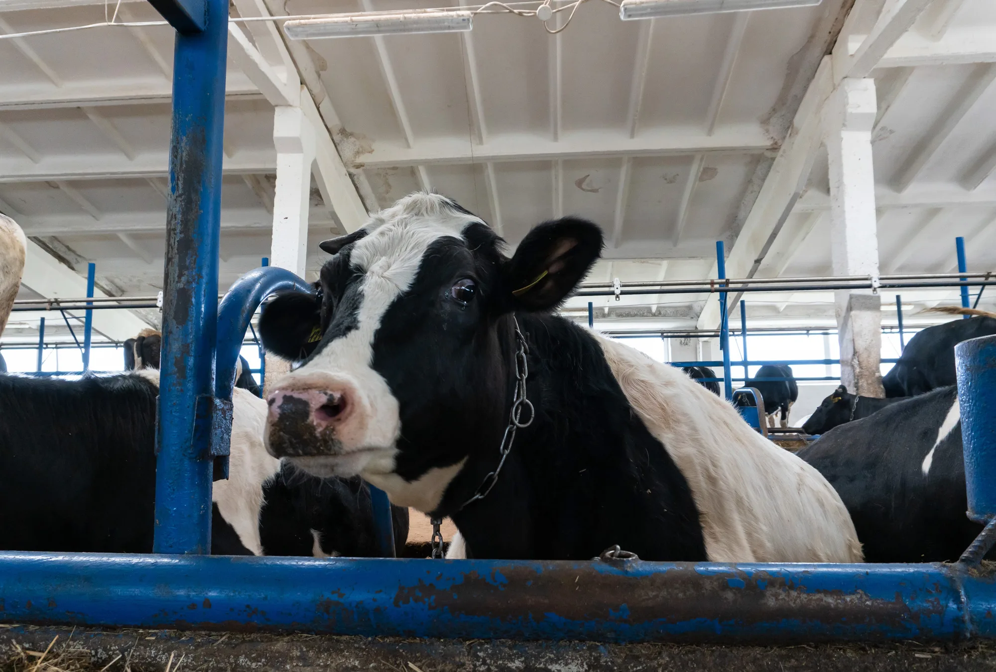 Texas pide abrir la frontera al ganado mexicano “lo antes posible”