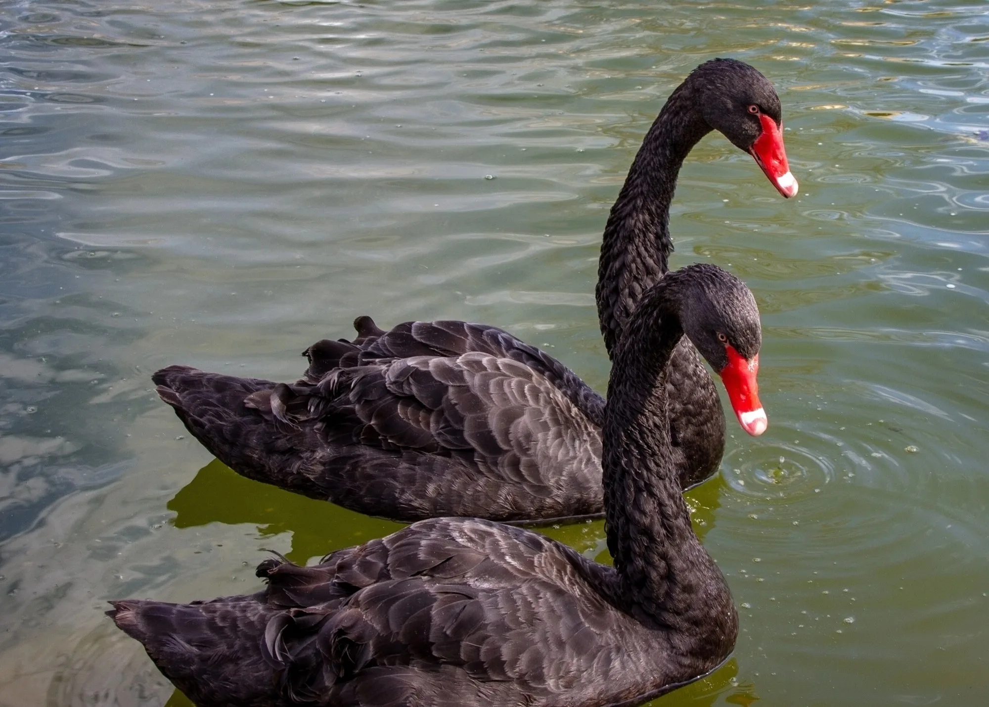 Los 8 ‘cisnes negros’ que podrían cambiar el rumbo de la humanidad en 2026 Los 8 ‘cisnes negros’ que podrían cambiar el rumbo de la humanidad en 2026