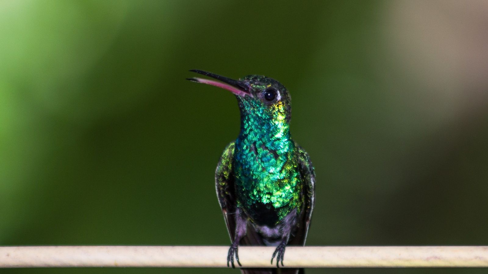 ¿Un sistema operativo completo de 1,4 MB de peso? Existe, y es una distro de Linux