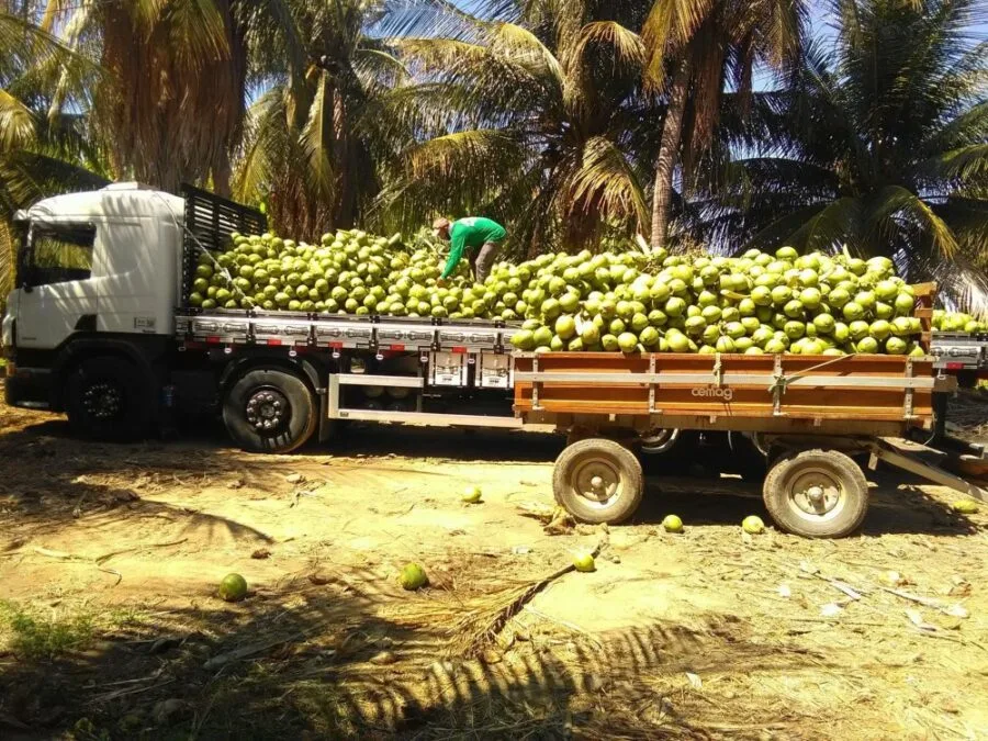 Del mango al mercado global: la historia de RUMEC y sus pequeños productores | Image: Cortesía