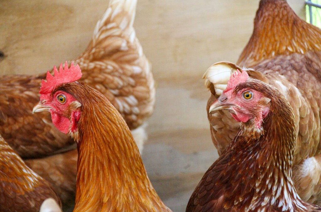 Javier José empezó a los 20 años con 50 gallinas y hoy produce 1.200 huevos al día: “No ha sido fácil. Y más con el mercado”