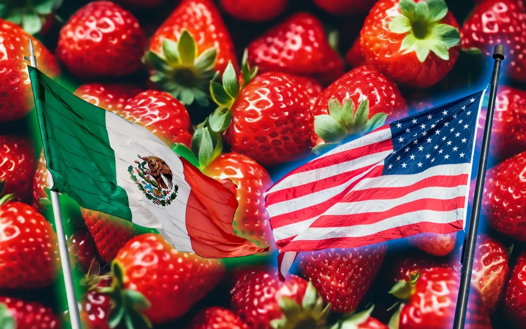 México defiende sus fresas ante Estados Unidos: 1,000 mdd en exportaciones está en juego